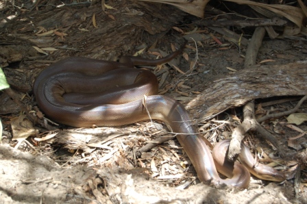 Olive Python, Adels Grove, Australia