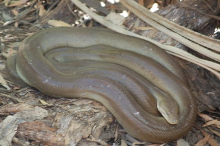 Olive Python, Adels Grove
