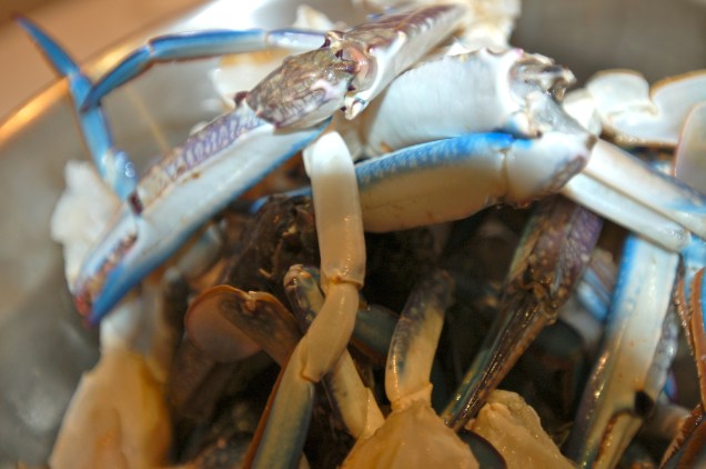 Blue Swimmer Crab