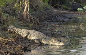 Crocodile