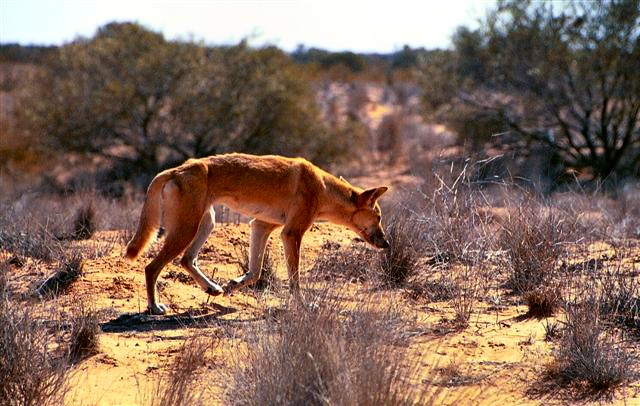 The Australian Dingo