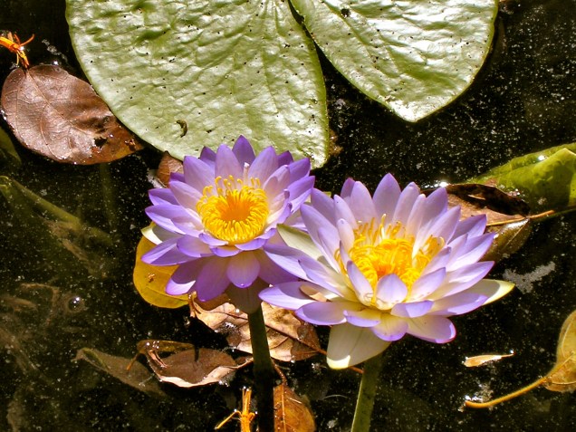 Water Lilly's, Lawn Hill Gorge, Gulf Savvanah, Australia