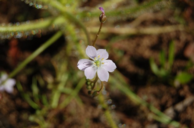 Delicate Flowers (In the AustralianOutback)