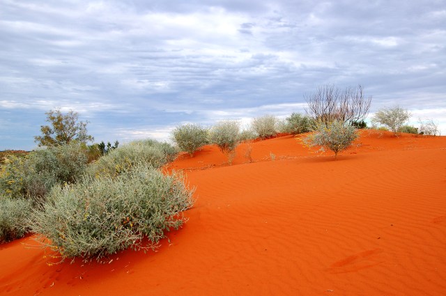 Red Sand dune - Welford NP