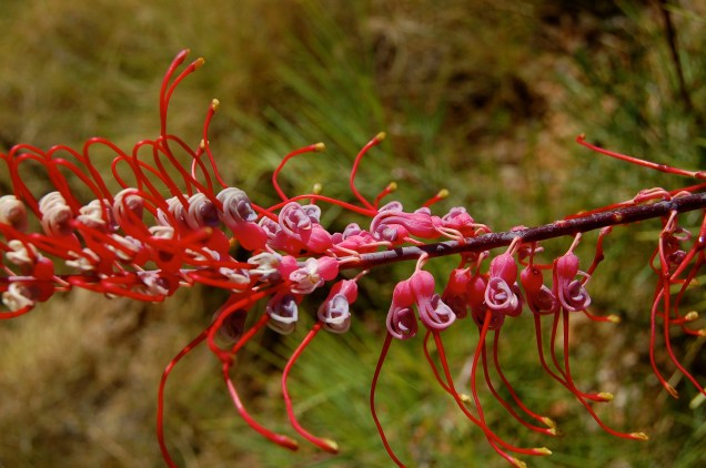 Wildflowers, Lawn Hill Gorge, Gulf Savvanh, Australia