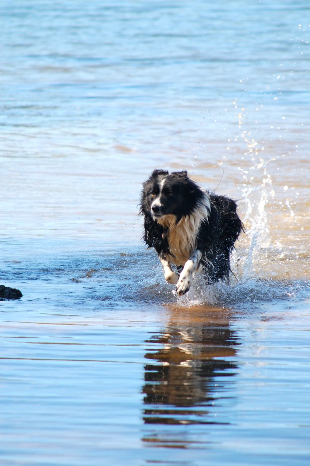 MilO - The Wonder Dog