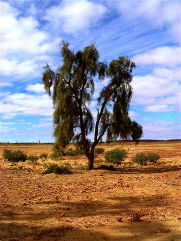 The Waddi Tree (Unique and very ancient)