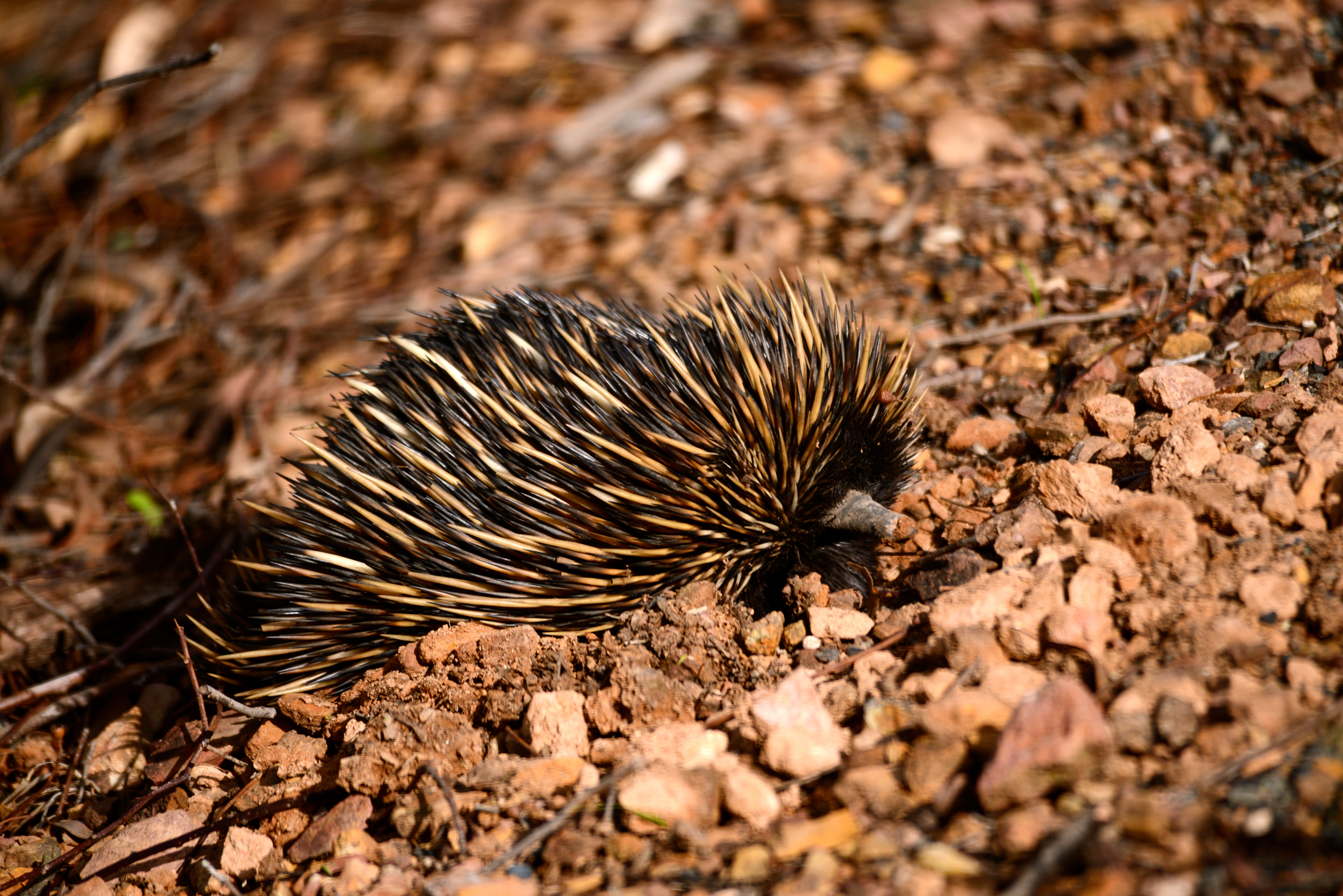 Australian Echidna