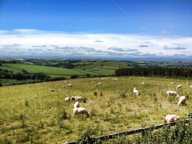 Devon Countryside