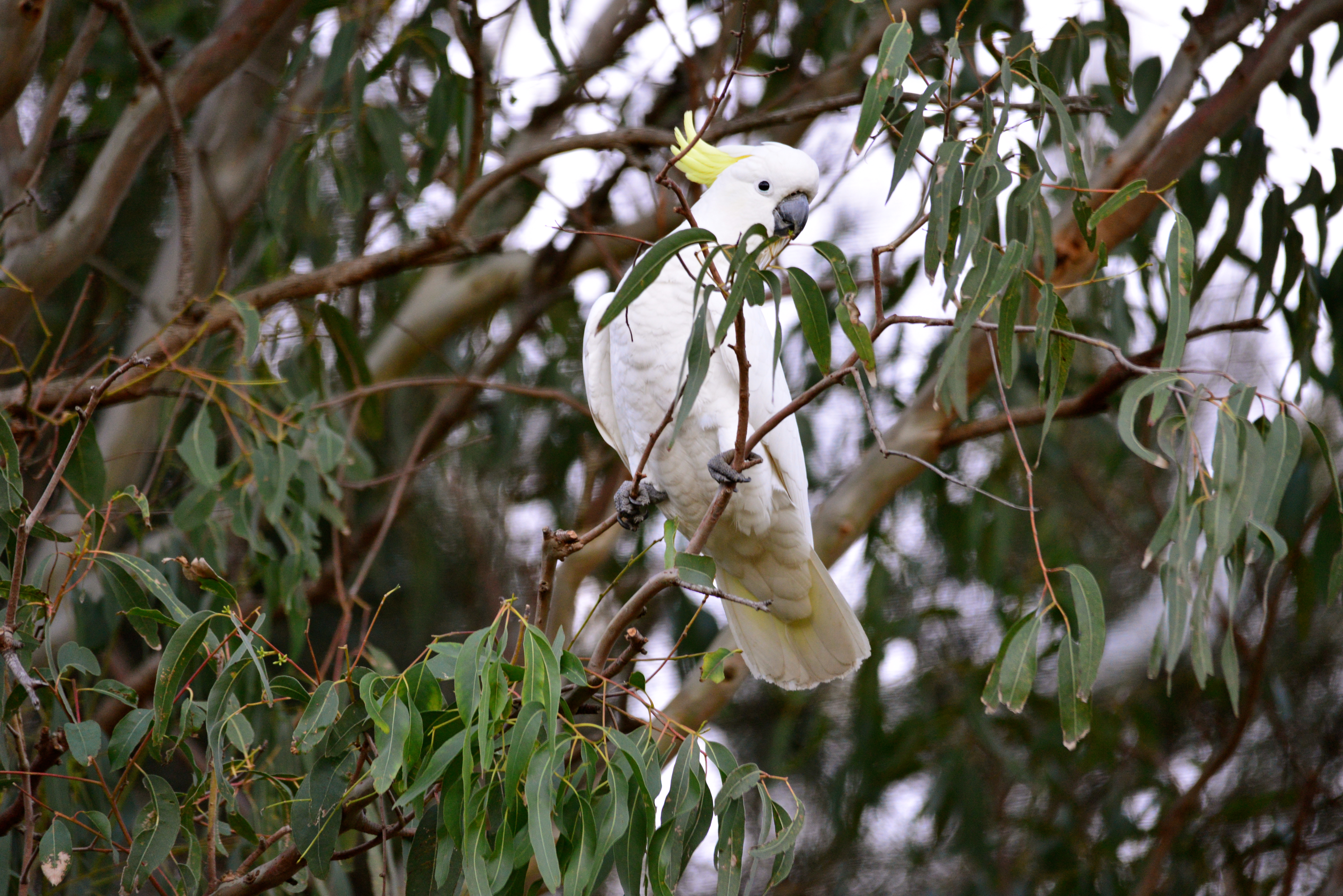 G'Day Mate (Polly wants a cracker)
