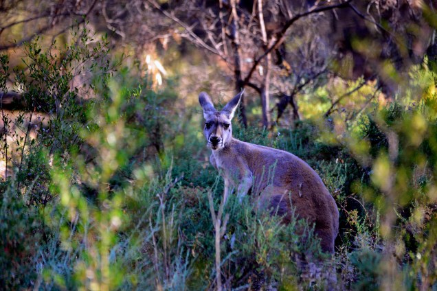 Kangaroo - Mutawintji NP