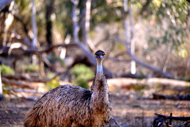 Watching, always watching (In the Australian Outback)