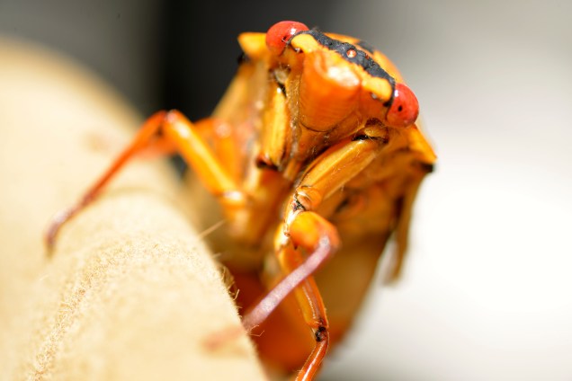 Watching, always watching (In the Australian Bush)