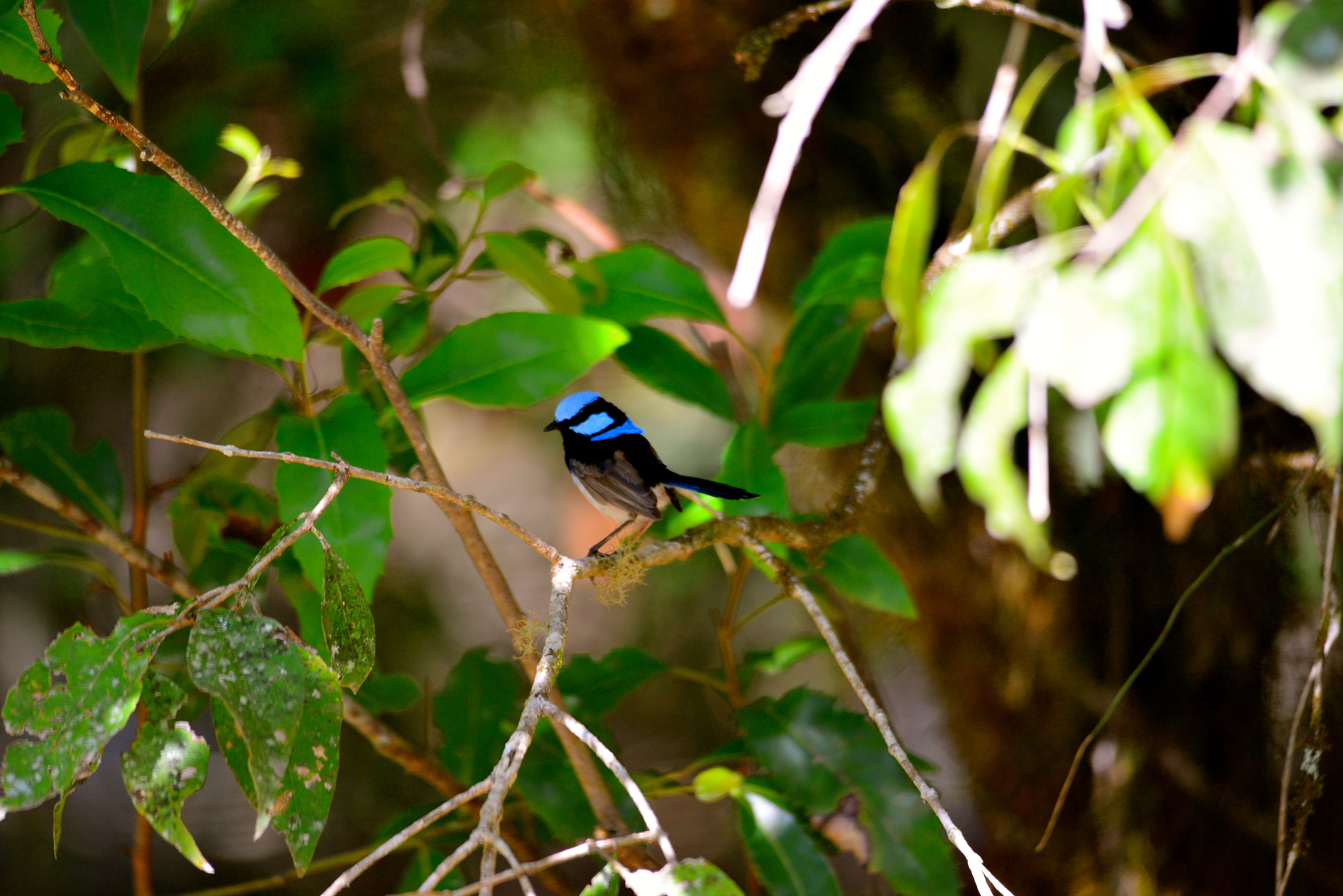 A Superb Fairy Wren (In the Australian Bush)