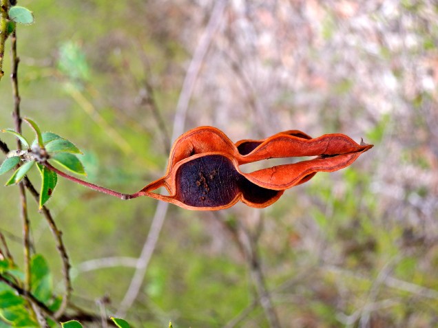 A Seedpod (In the Australian Bush)