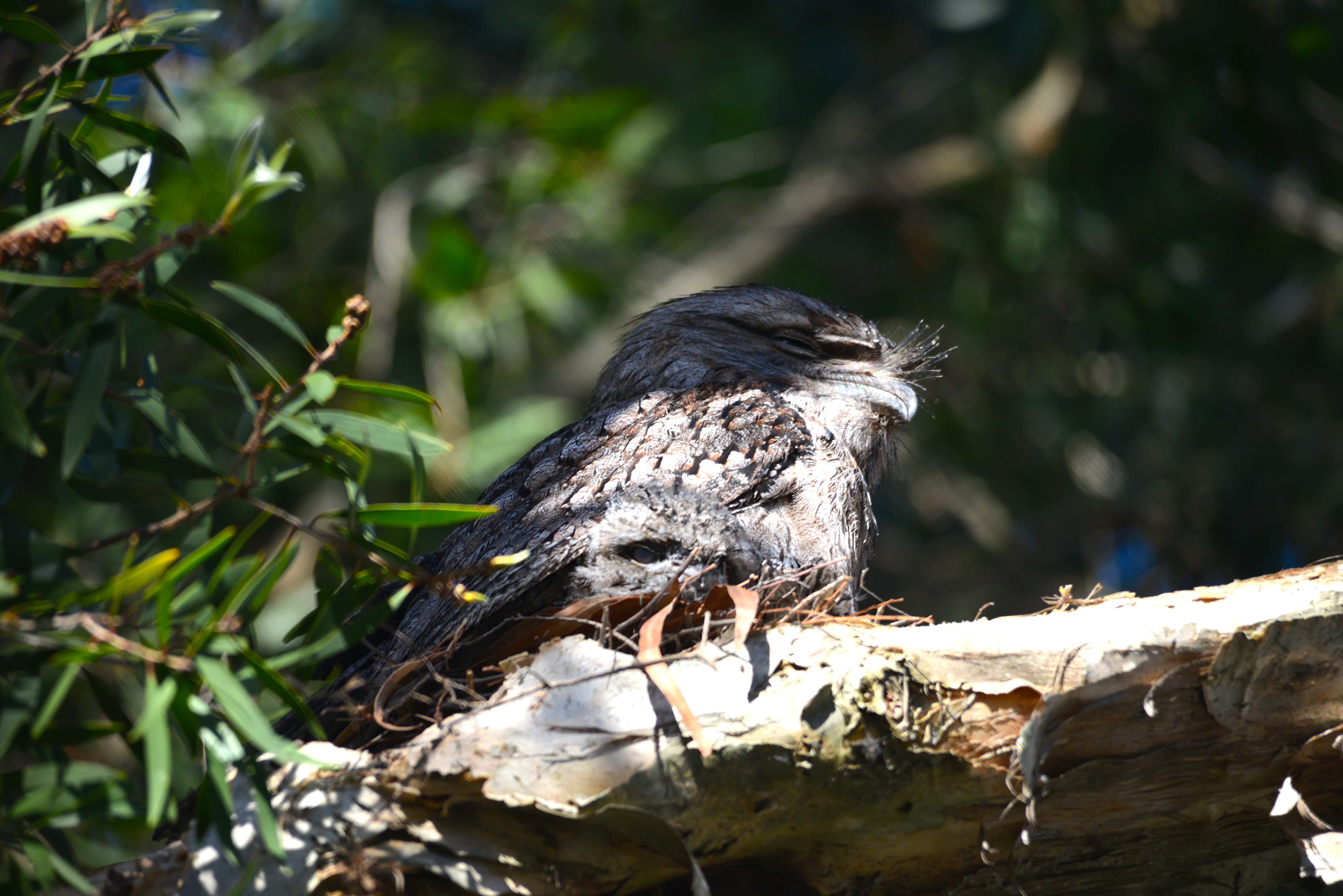 Tawny Frog Mouth