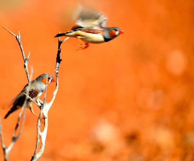 Zebra Finches