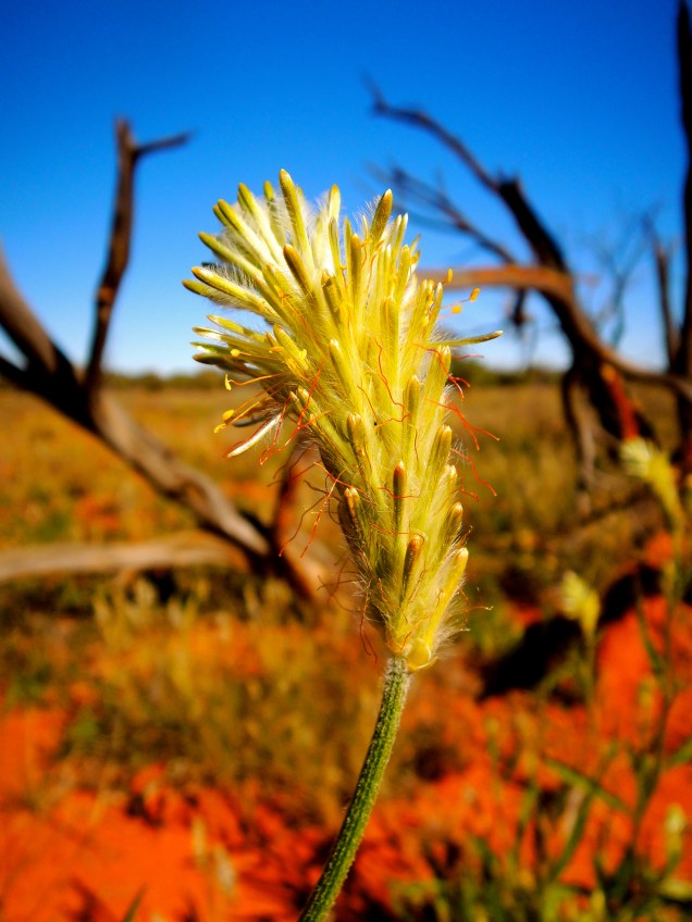 Desert Flowers