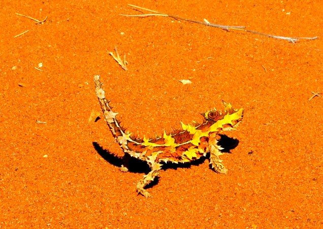 Thorny Devil
