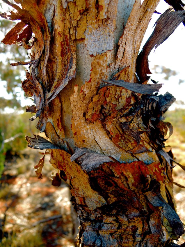 anne beadell highway