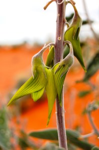 Cunninghams Rattlepod
