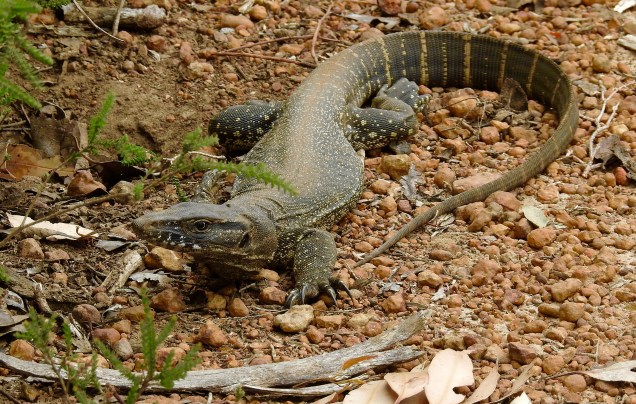 australian reptile