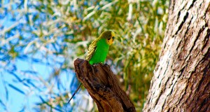 Australian bird