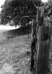 Sculptures by the Harbour