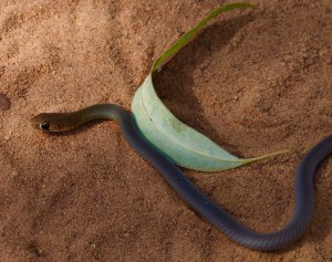australian snake