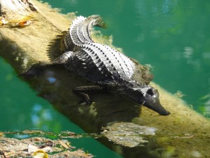 Freshwater Crocodile