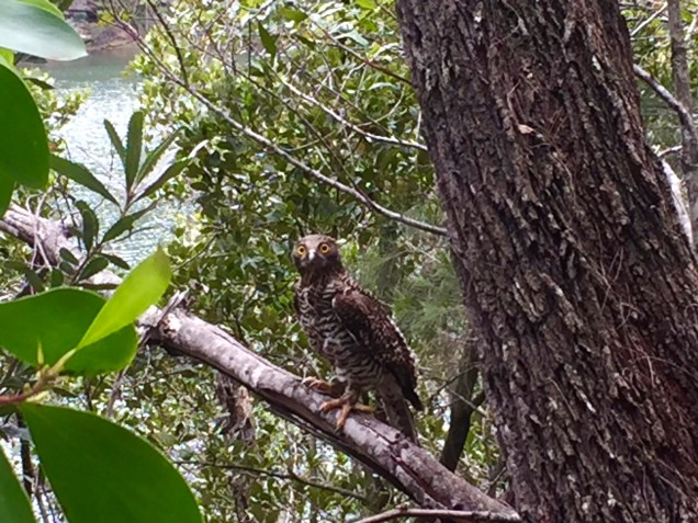 Australian Owl