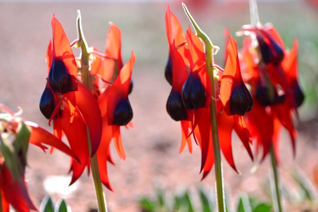 Sturt Desert Pea