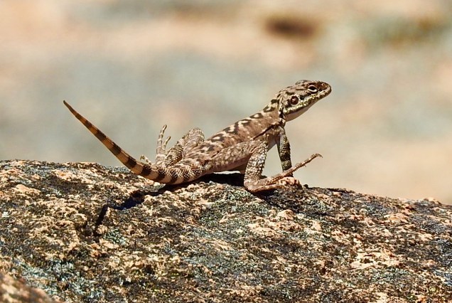 Australian Reptile