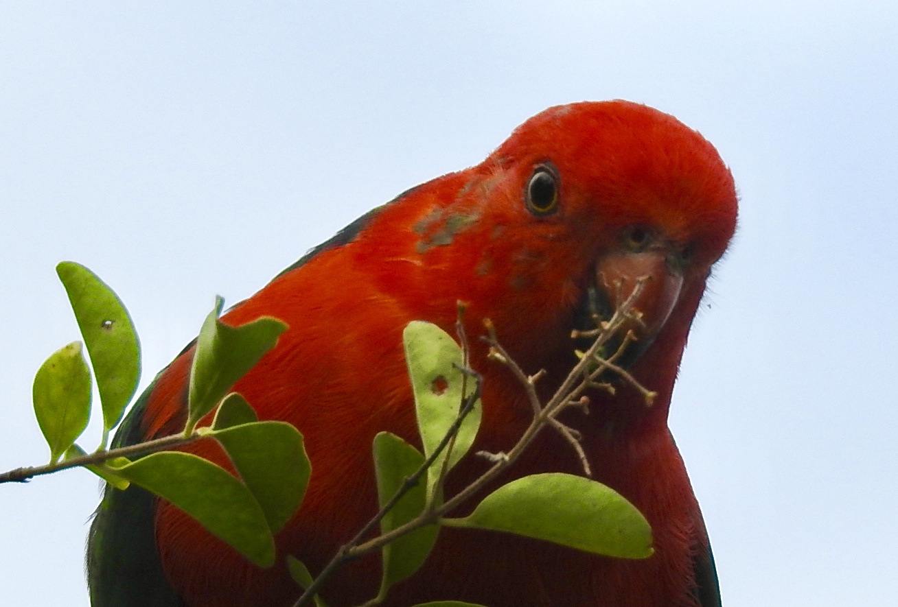 Australian Parrots