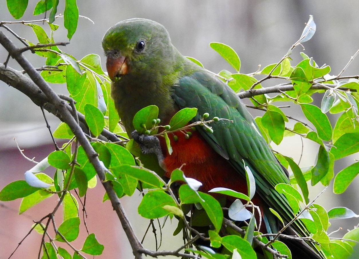 Australian Parrots