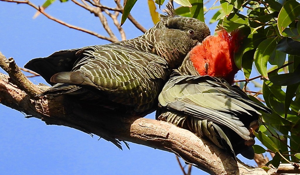 Gang-Gang Cockatoo